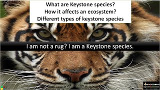 What are Keystone Species? |Keystone Species Definition, Types, Significance with Examples | Ecology