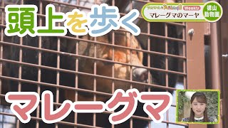 マレーグマのマーヤ・徳山動物園【アニマル×Animal】