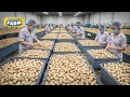 The BIGGEST Cashew Nuts Production Line You Should See: Mega Cashew Nuts Factory