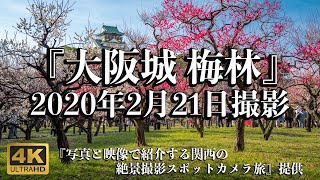 [4K] 2020年2月7日 大阪城公園 梅林 | Japan Osaka Castle Spring