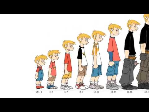 Human Growth Facts : When Do You Stop Growing? Human Growth Facts : When Do You Stop Growing?