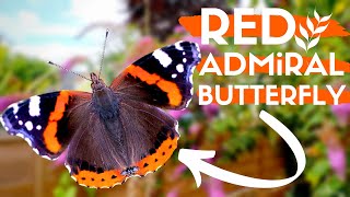 Red Admiral Butterfly - Identification \u0026 Facts