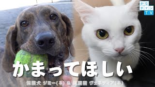 かまってほしい甘えん坊♪ 【保護猫】ヴェネツィア 【保護犬】ジミー　ずっとの家族を待っています。 ～神奈川県動物愛護センター