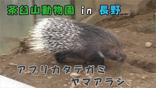 【茶臼山動物園】 ヤマアラシ