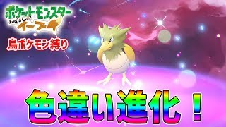 【レッツゴーポッポ】色違いのオニスズメが進化！鳥ポケモン縛りで挑むサントアンヌ号！【ポケモンピカブイ】鳥の爪実況#5