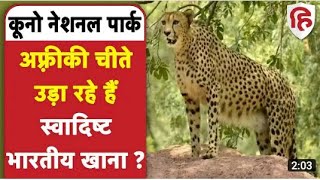 #kuno National park  मैं अफ्रीका के नामीबिया से आए चीतो की क्या है स्थिति क्या हो गया देखें cheeteको