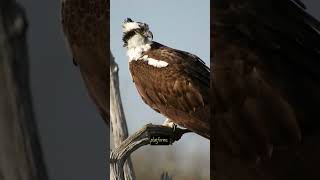 Unveiling the Mighty Osprey Hawk: Nature's winged Sea Ruler#shorts #youtubeshorts #ospreyhawks #fact