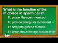 all you need to know about sperm cells 🤔 parts of a sperm cell adaptations u0026 quiz