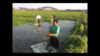 नेपालीहरु कोरियामा महिनाको २ लाख यसरी कमाईन्छन । भिडियो सहित  | Korea Nepali agriculture Work 2019