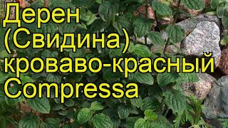 Дерен кроваво-красный Компресса. Краткий обзор, описание характеристик cornus sanguinea Compressa