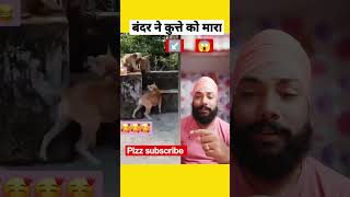 बंदर ने कुत्ते को मारा |😱 #shorts #viral #tiktok #ytshorts #monkey