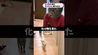 化け物を見た猫たちの反応が可愛すぎる…