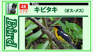 【4K】キビタキ　～オスとメス～　20210930　Bird　野鳥