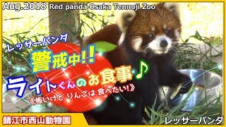 警戒中!!ライトくんのお食事♪レッサーパンダ 鯖江市西山動物園 Red panda Nishiyama zoo