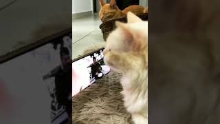 Cat Vibing To Ievan Polkka (Official Video HD) Cat Vibing To Music | Cat Vibing Meme, Bilal Göregen