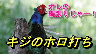 Loud call of Green Pheasant