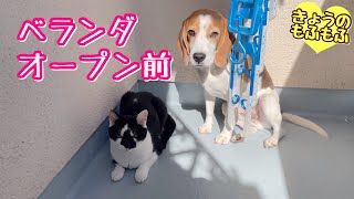 掃除したいママvsベランダが好きすぎる犬と猫【ビーグルさつきとシニア猫】