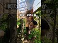 フサオマキザル❤️この子はいつも遊んでくれます🥰 おもしろ 動物 京都市動物園 shorts