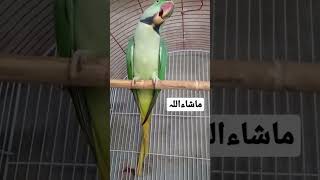 Natural Voice Of Raw Parrots||پہاڑی طوطے کی آواز