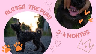 Aless the pumi | 4 months