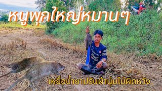 #ดักหนูนา #ดักหนูนาด้วยน้ำยาปรับผ้านุ่ม #ล่าหนูนา #หนูนา #หนูพุกใหญ่ #กับดักหนู #ดักหนู #ขี้ยางใต้