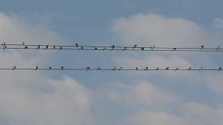 Common house martin Hirondelle de fênetre Huiszwaluw Mehlschwalbe Gandelain France 14/09/2018