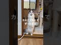 カミナリ⛈️怖いよね😱　 cat 猫 ねこ