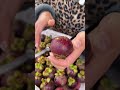 Beautiful Nature - Inspur Fresh Fruit wonderful video of Industry #9148