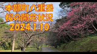 本部町八重岳　桜の開花状況　2024 1 10