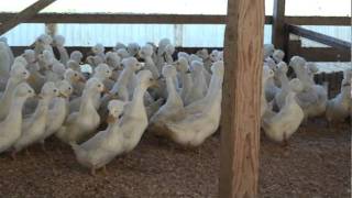 Buy Order Ducklings - White Crested Ducks - Metzer Farms