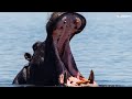 LIVE at the waterhole - 18 July 2025
