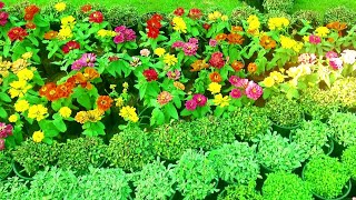 Flower Show and Agriculture Festival at Kottayam Nagampadam 2021|