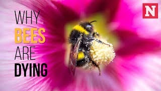 Why Bees Are Dying