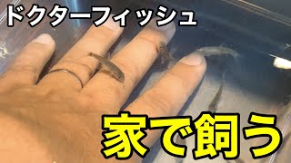 角質パクパク！自宅でドクターフィッシュの飼育はじめました！！その効果は？