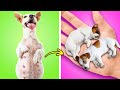 MY DOG IS PREGNANT! USEFUL PET HACKS AND GADGETS