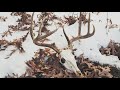 DIY Whitetail European Mount