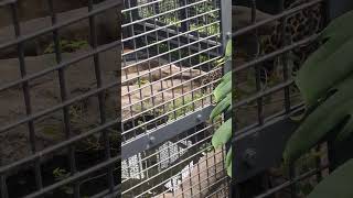 樹秋△①ジャガー・ニライちゃん・カナイちゃん・ルナちゃん・沖縄こどもの国・・・Jaguar ・Okinawa Zoo \u0026 Museum(20241028)