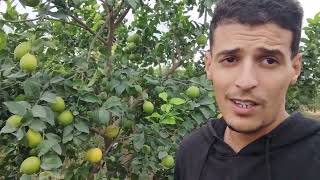 برنامج تسميد الليمون 🍋🌳🌿 فترة الشتاء ( نوفمبر_ديسمبر_جانفي ) ولاية بومدراس  🇩🇿