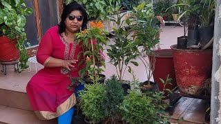 इतने कम दाम में इतने सारे पौधे 😱| Cheapest Plants Ever - Trick to Buy Cheapest Plants Ever+Shopping