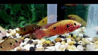 Jewel Cichlid