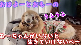 【お買い物】あーちゃんがいないと生きていけないペー　ゴールデンレトリバー