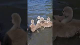 We got scared :) Baby Swans  . Wildlife  . बेबी हंस .  Bebe Cygnes .  Babyschwäne .  Małe łabędzie .