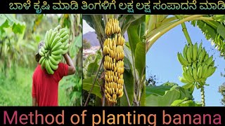 ಬಾಳೆ ಕೃಷಿ ಮಾಡಿ ಲಕ್ಷ ಲಕ್ಷ ಸಂಪಾದಿಸಿ method of planting banana