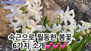 봄빛가드닝- 눈속에서 뿌리로 월동한 봄꽃 6가지 소개💕💕💕/정원꾸미기/정원 가꾸기/야생화