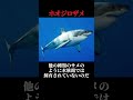 ㊗15万再生！！どこの水族館にもホオジロザメがいない理由がヤバすぎた…【ゆっくり解説】