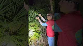 Catching Invasive Chameleons in South Florida! #floridasfinest