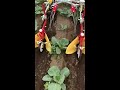 キャベツ　中耕　除草　バイド　cabbage　【キュウホー　ashoragri】