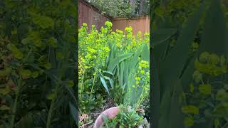 Euphorbia or Spurge! I do love and hate it at the same time! #pnwgardening #springgarden #euphorbia