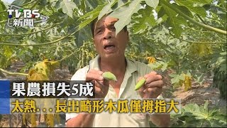 【TVBS】太熱！長出畸形木瓜僅拇指大　果農損失5成