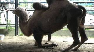 寝たきりラクダのつがる（横浜・野毛山動物園） - a Crippled and Bedridden Camel